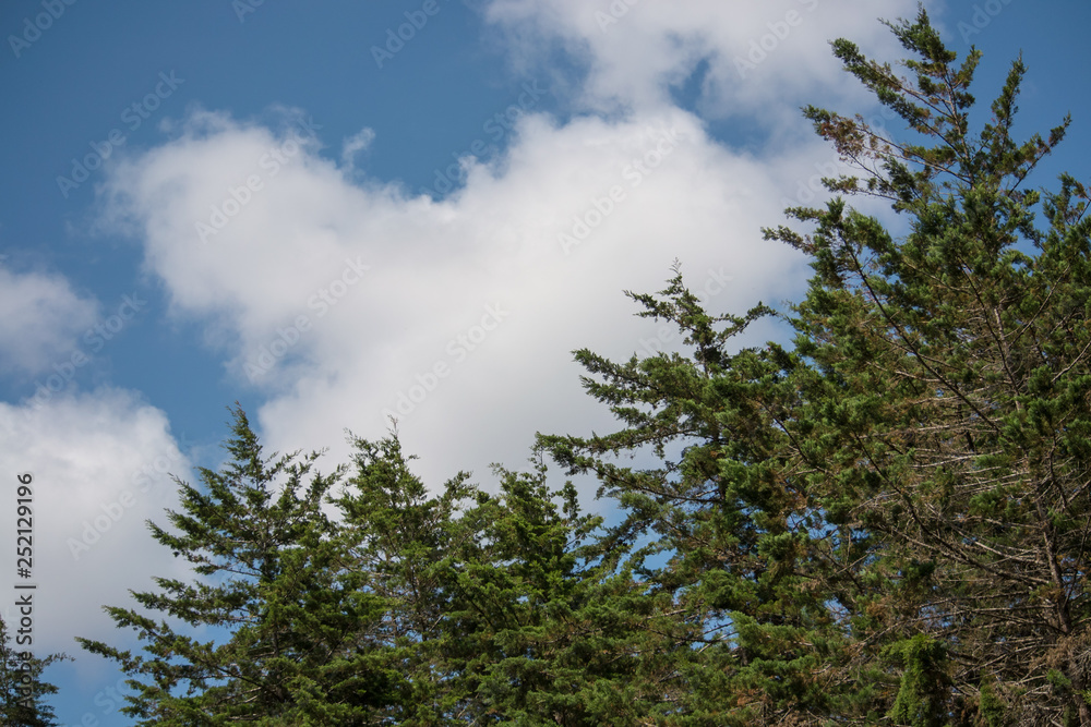 blue sky framed with pines