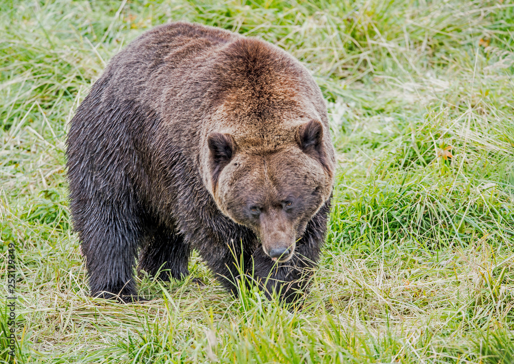 A large Grizzly Bear in Alaska feeding on green grasses. A large Grizzly Bear in Alaska feeding on green grasses.