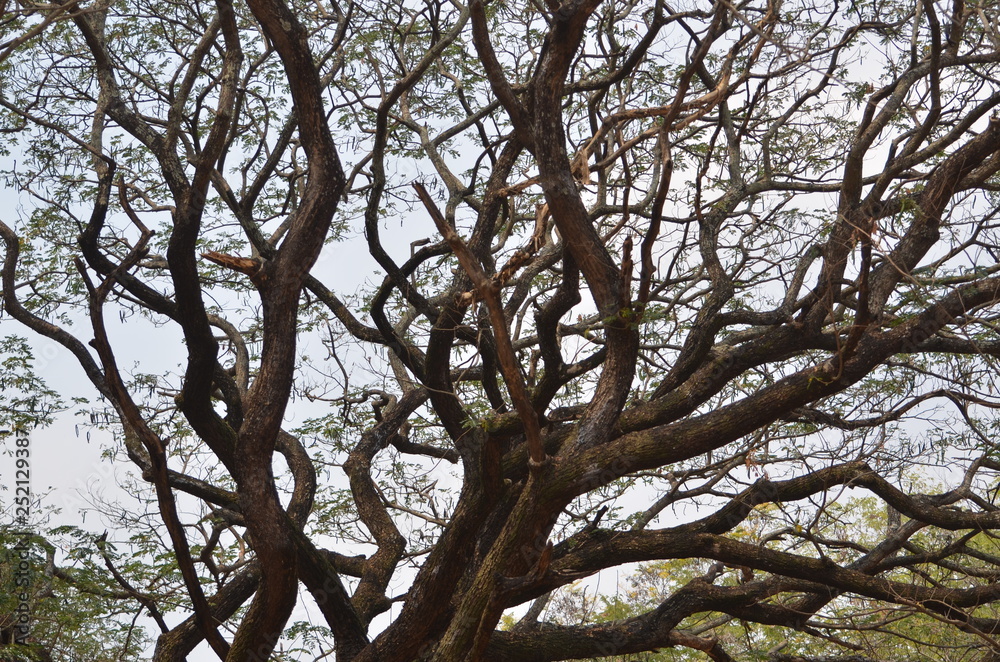 Fototapeta premium the tree