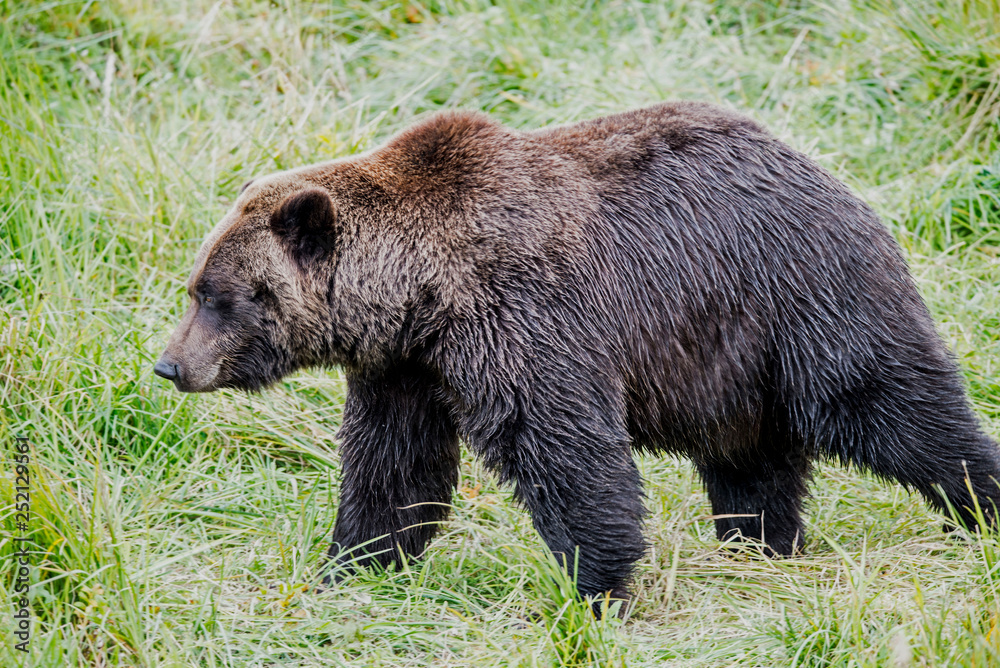 A large Grizzly Bear in Alaska feeding on green grasses. A large Grizzly Bear in Alaska feeding on green grasses.