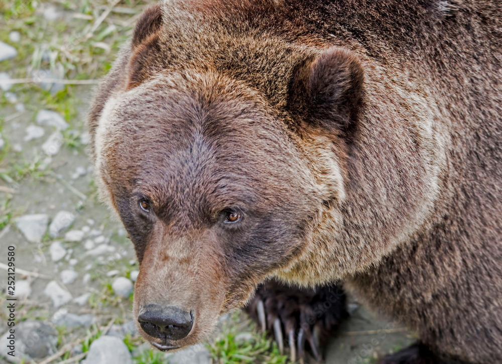 A large Grizzly Bear in Alaska feeding on green grasses. A large Grizzly Bear in Alaska feeding on green grasses.