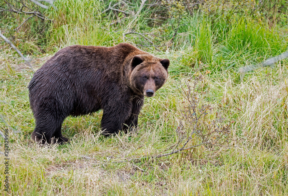 A large Grizzly Bear in Alaska feeding on green grasses. A large Grizzly Bear in Alaska feeding on green grasses.