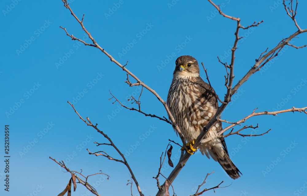 A Beautiful Merlin Perched in a Tree A Beautiful Merlin Perched in a Tree