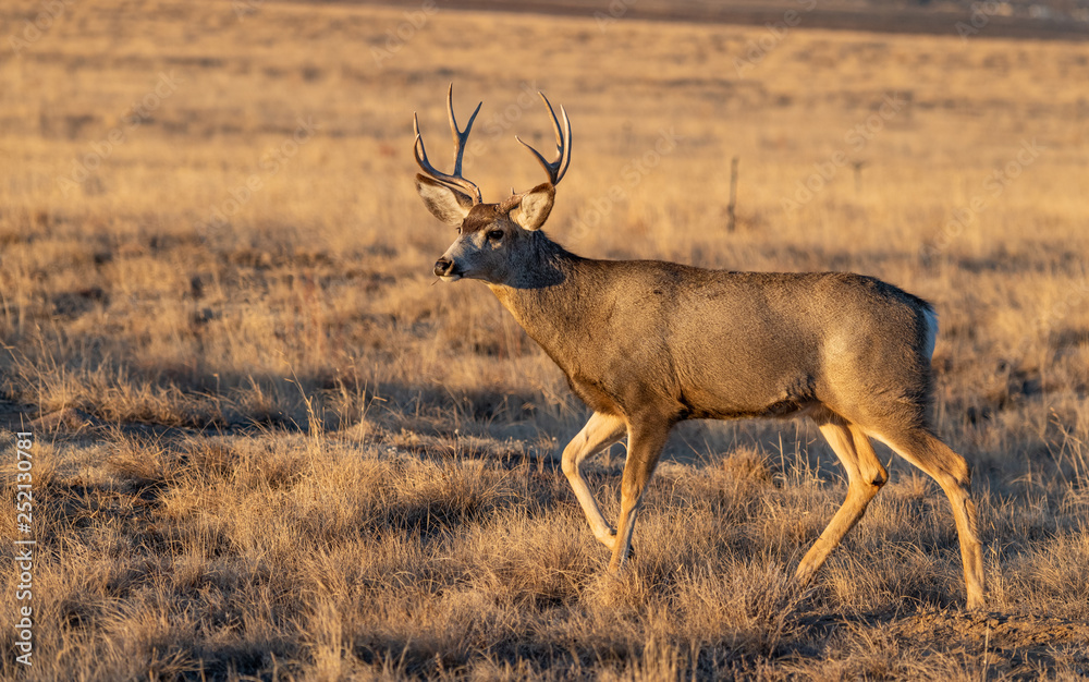 A Mule Deer Buck on the Plains of Colorado A Mule Deer Buck on the Plains of Colorado