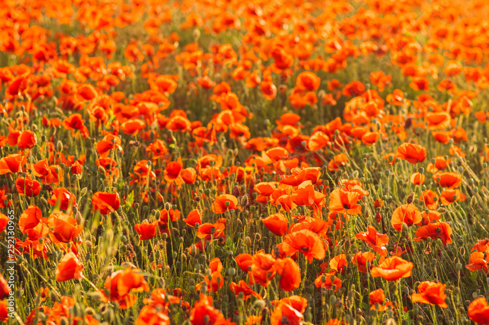 Poppies field in the evening time