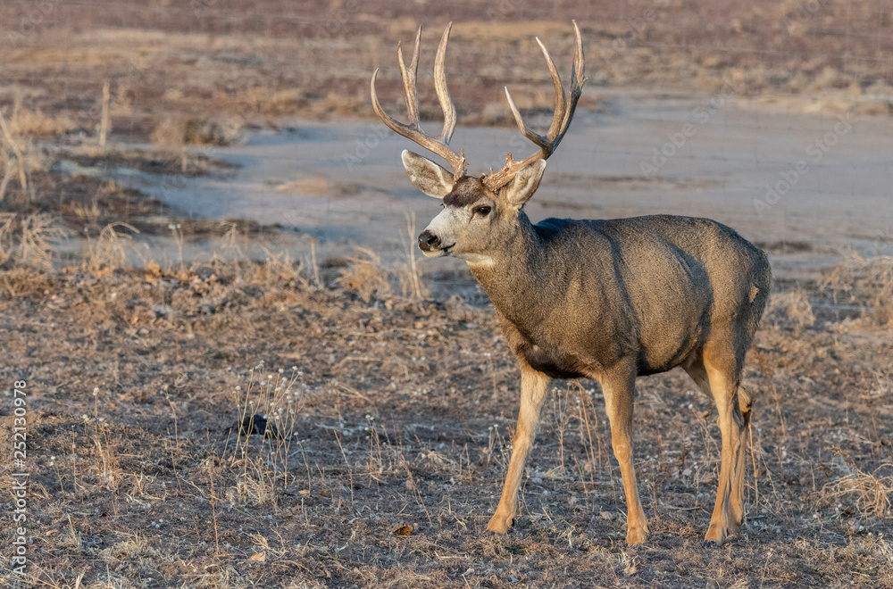 Fototapeta premium A Large Mule Deer Buck on a Cold Winter Morning