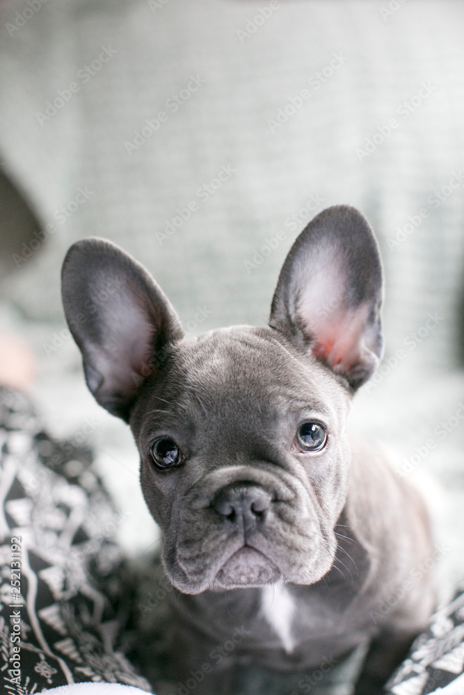 adorable blue brindle french bulldog puppy
