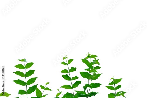 Beautiful tropical leaves on white isolated background for green foliage backdrop 