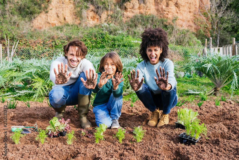 Family planting lettuce seedlings in vegetable garden, showing hands, full of soil Family planting lettuce seedlings in vegetable garden, showing hands, full of soil