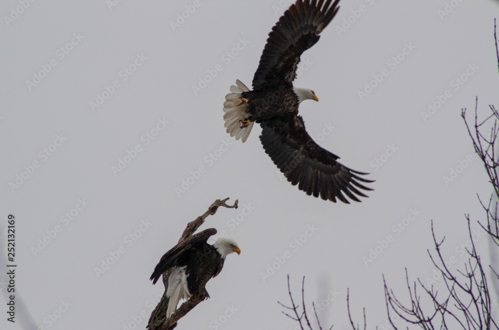 Obraz premium BEAcorns05