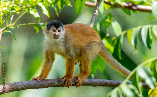 An Adorable Squirrel Monkey in Costa Rica