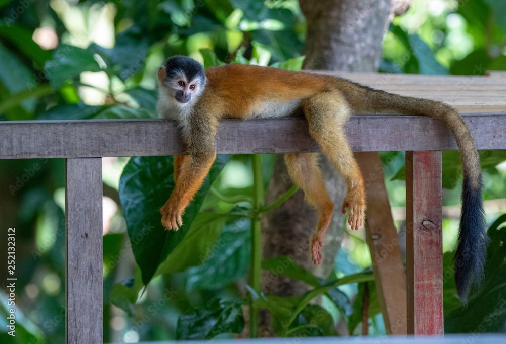 An Adorable Squirrel Monkey in Costa Rica An Adorable Squirrel Monkey in Costa Rica