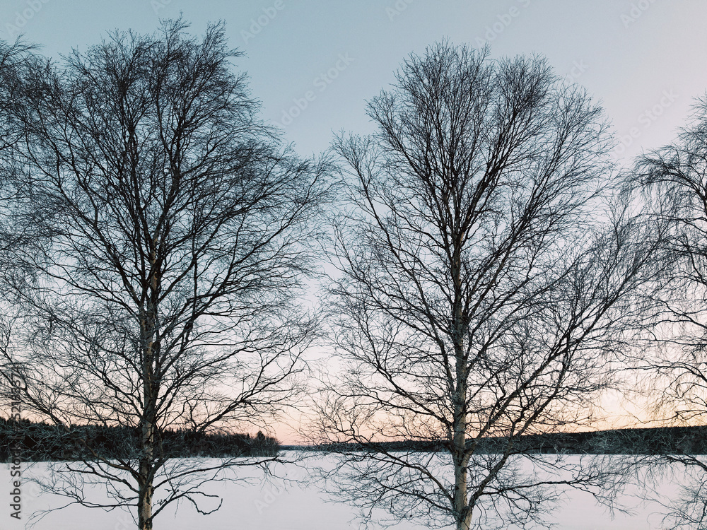 Sweden, Lulea, Two Trees at Winter Daybreak Sweden, Lulea, Two Trees at Winter Daybreak