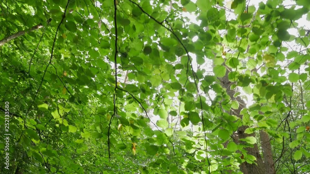 Forward pov walking in wild woods looking up the trees and leaves. hiking or trekking adventure in outdoors green nature forest with filtering sun light in sunny summer day. Forward pov walking in wild woods looking up the trees and leaves. hiking or trekking adventure in outdoors green nature forest with filtering sun light in sunny summer day.