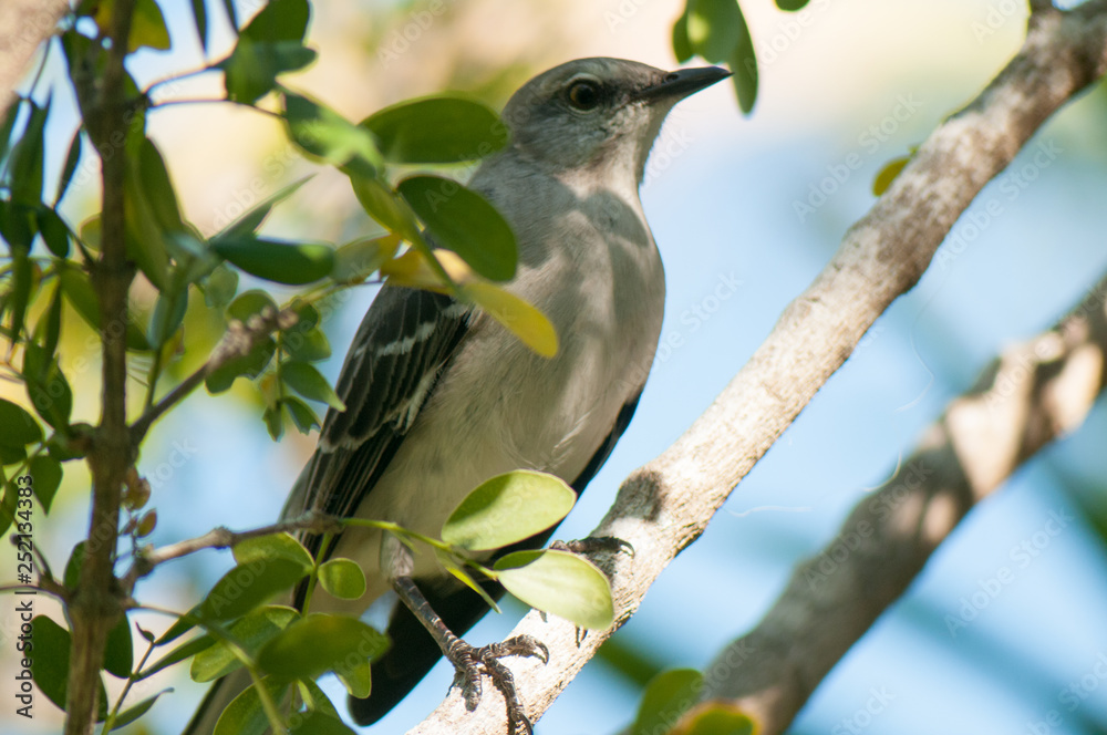 Mocking bird in Florida Mocking bird in Florida