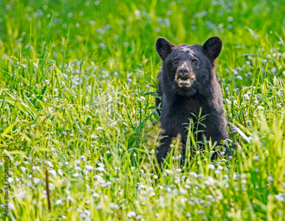 A Black Bear yearling feeds on green grass in the spring. A Black Bear yearling feeds on green grass in the spring.