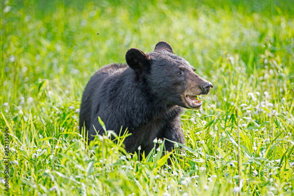 Single Black Bear feeds on green grass in the Smoky Mountains. Single Black Bear feeds on green grass in the Smoky Mountains.