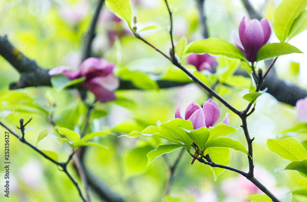 Pink violet tender Magnolia flowers.  Beautiful blossomed  branch at spring. Magnolia flower blooming tree. Nature, spring background