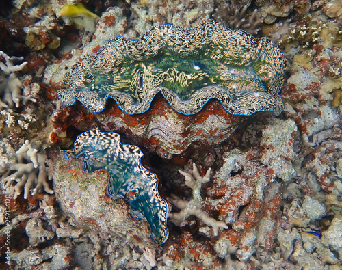 Pair of Giant Clams on coral reef with bright colors and textures