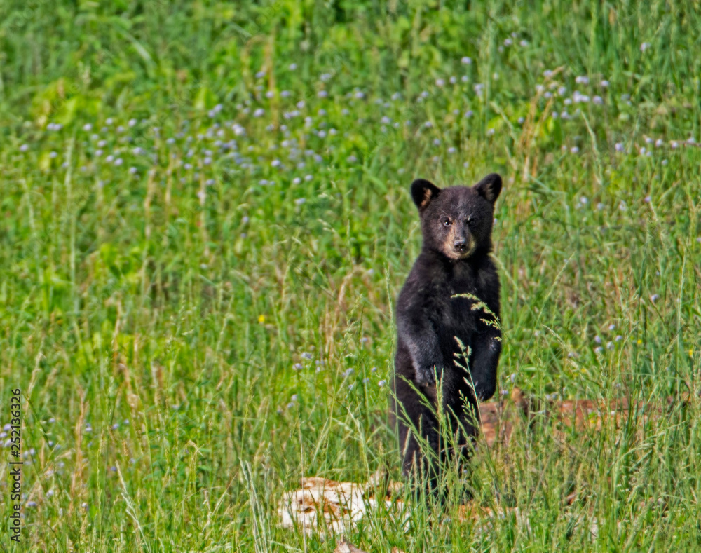 Naklejka premium A baby Black Bear standing in green grass.
