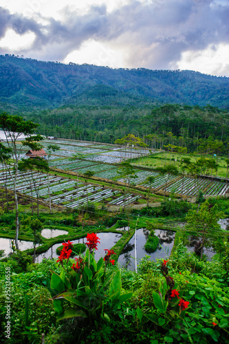 Indonesia, Java, fertile Djeng Plateau