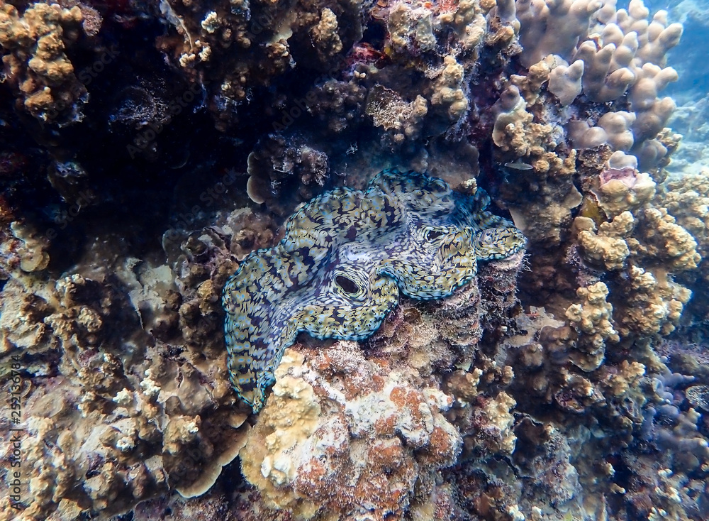 Olive Green and Blue Colored Giant Clam Tucked into Coral Reef