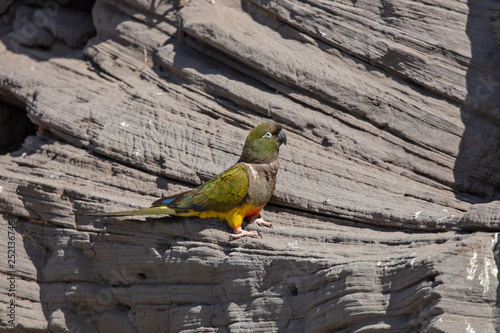 Cyanoliseus patagonus - burrowing parrot photo