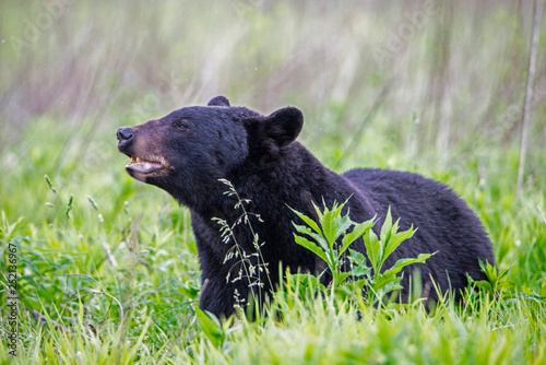 Single Black Bear feeds on green grass in the Smoky Mountains.