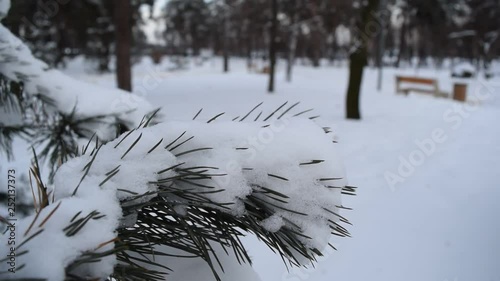 Beautiful fairy snow pine branches in the winter Park.