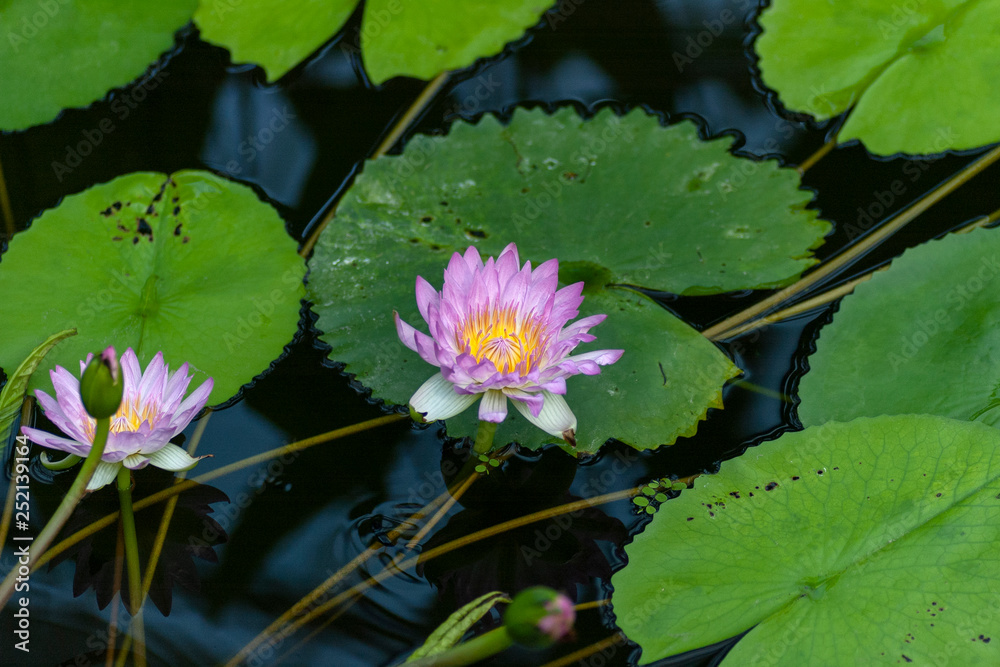 Water lily in Japan