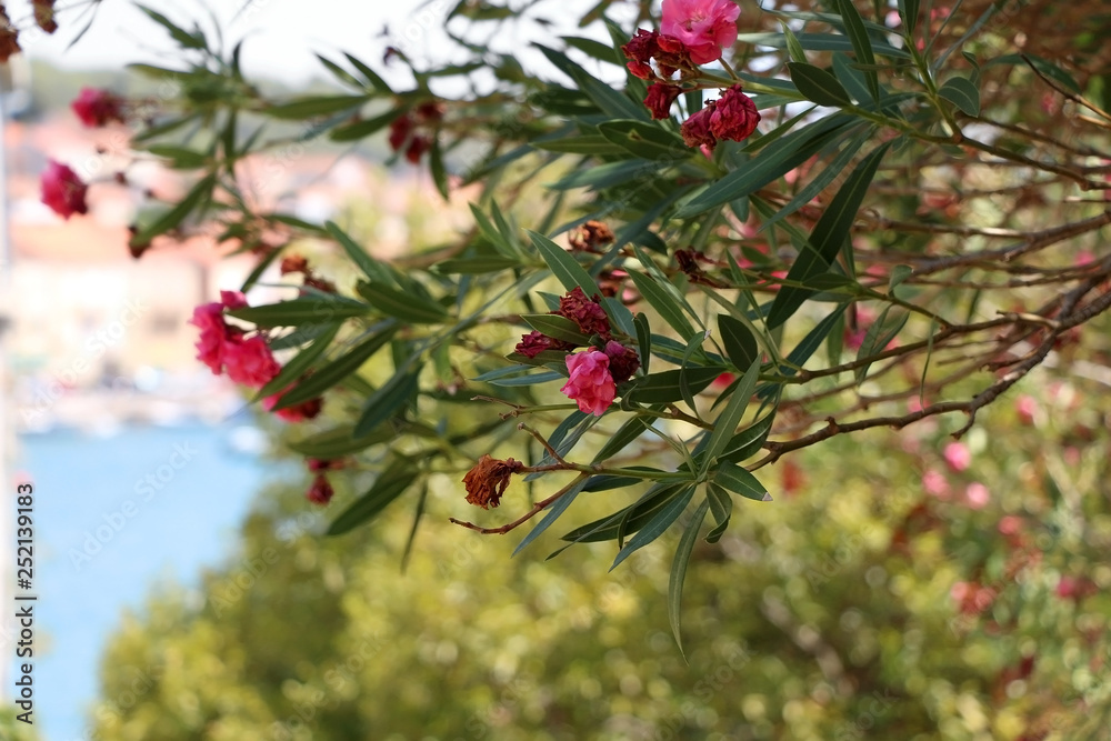 Obraz premium Pink nerium flowers in bloom. Selective focus.