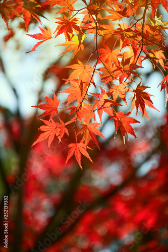Maple Tree Garden in Autumn.