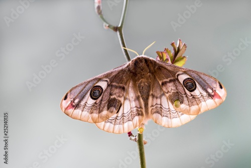 Small emperor moth (Saturnia pavonia), Tyrol, Austria, Europe photo