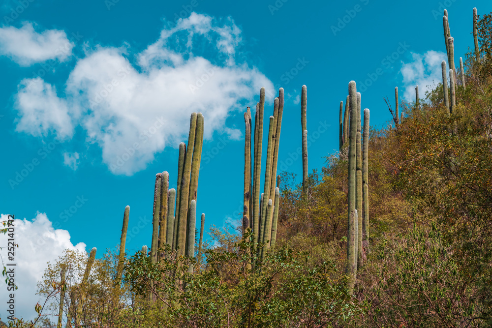 Cactus on blue sky Cactus on blue sky
