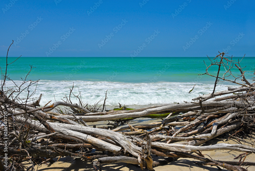 Beautiful Weathered Driftwood