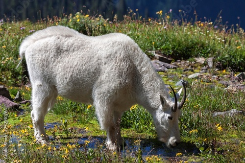 Mountain goat (Oreamnos americanus) drinking, Glacier National Park, Rocky Mountains, Montana, USA, North America photo