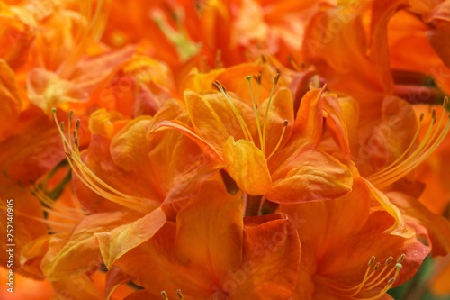 Orange blossom, Azalea (Azalea), detail, Baden-Wurttemberg, Germany, Europe