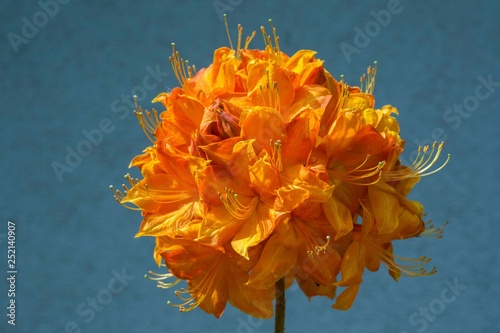 Orange blossom, Azalea (Azalea), Baden-Wurttemberg, Germany, Europe photo