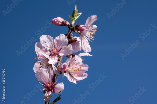 Almond blossoms (Prunus dulcis) on branch, blossoming almond tree, Baden-Wurttemberg, Germany, Europe