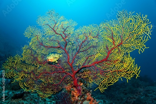 Sea fan (Euplaxaura sp.), Red, yellow, Raja Ampat, Papua Barat, West Papua, Pacific, Indonesia, Asia photo