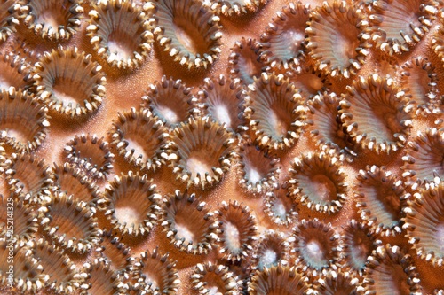 Colony Palythoa tuberculosa (Palythoa tuberculosa), Raja Ampat archipelago, Papua Barat, Western New Guinea, Pacific, Indonesia, Asia photo