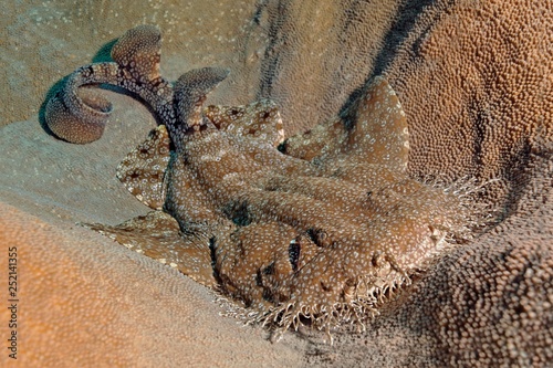 Tasselled wobbegong (Eucrossorhinus dasypogon) lying in coral reef, Raja Ampat Archipelago, Papua Barat, West New Guinea, Pacific Ocean, Indonesia, Asia photo