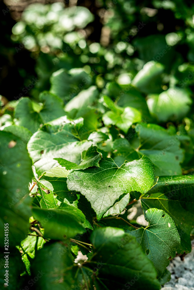 Fototapeta premium green leaves in the rain