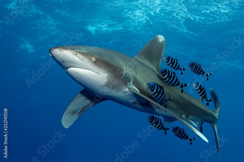 Oceanic whitetip shark (Carcharhinus longimanus) with Pilot Fish (Naucrates ductor) swims under sea surface in the open sea, Red Sea, Egypt, Africa photo