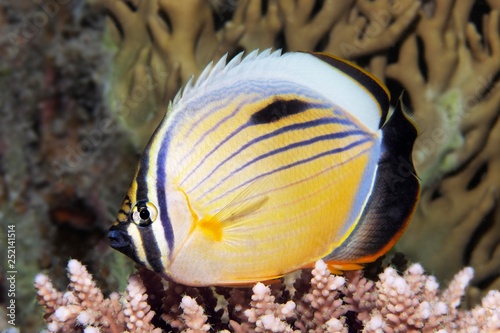 Blacktail butterflyfish (Chaetodon austriacus) floats over Acropora Coral (Acroporidae), Red Sea, Egypt, Africa photo