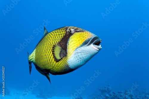 Titan triggerfish (Balistoides viridescens) swims in the open sea, Red Sea, Egypt, Africa photo