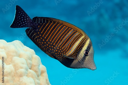 Desjardin's sailfin tang (Zebrasoma desjardinii) swims over coral reef, Red Sea, Egypt, Africa photo