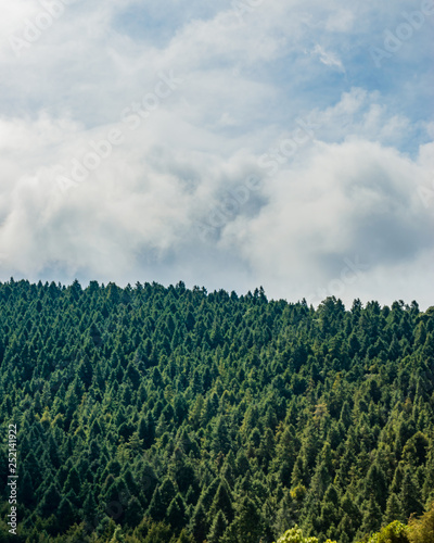 Pine trees on blue sky