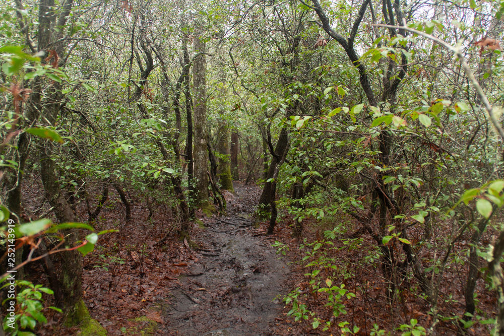 Muddy Hiking Trail Muddy Hiking Trail