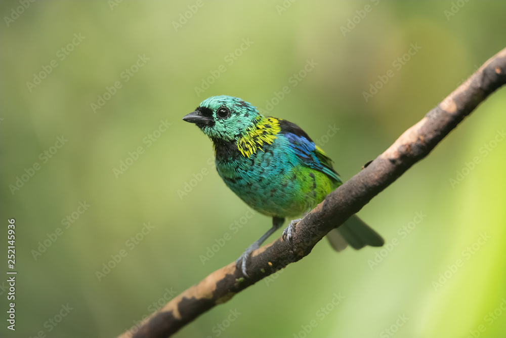 Obraz premium sairá sete cores